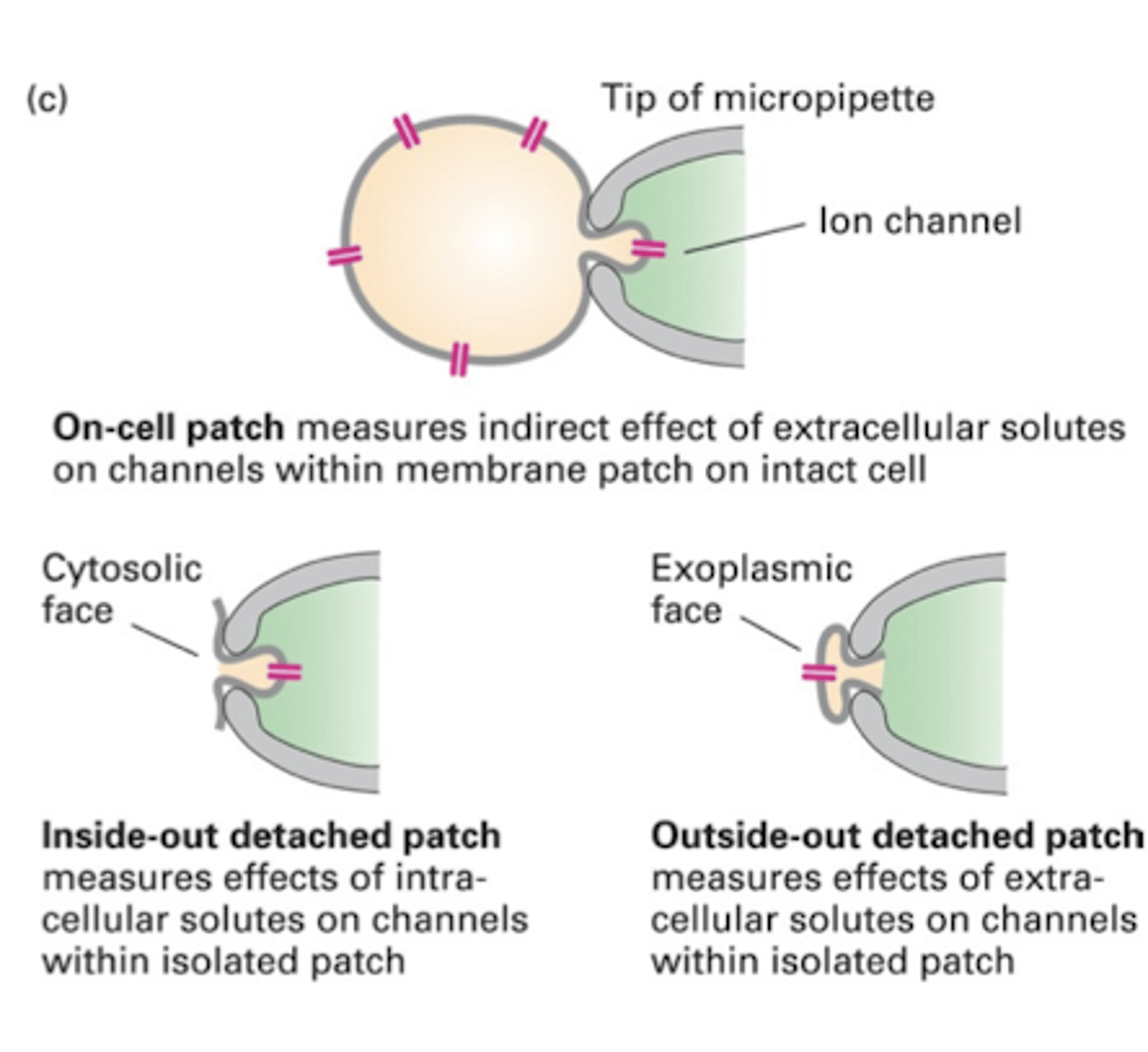 <p>a technique in which a small piece of postsynaptic membrane is attached to the end of a recording micropipette</p>