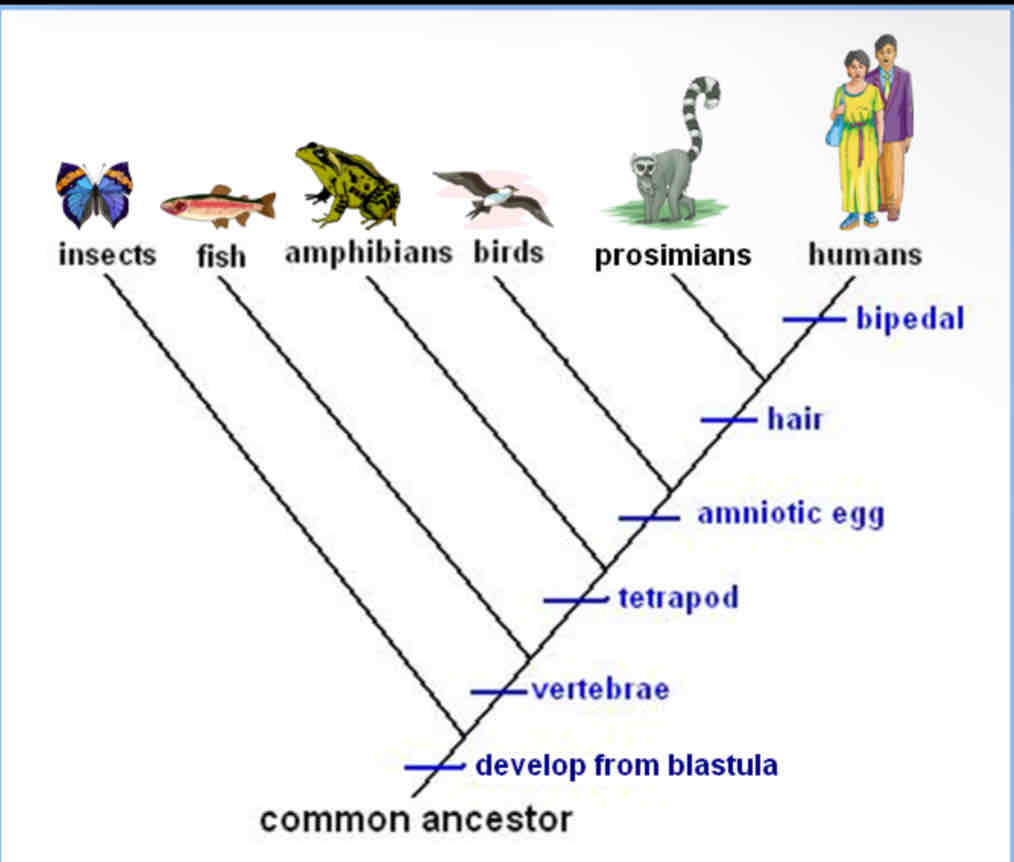 <p><span>Use the cladogram to answer the following questions:</span></p><p>A. <span>What traits do all of the organisms have in common?</span></p><p><span>B. What trait do only humans and prosimians share?</span></p><p>C. <span>Which organisms have an amniotic egg?</span></p><p>D. <span>Who is more closely related to the fish:&nbsp; The insects or amphibians?</span></p><p><span>E. Who is more closely related to the birds:&nbsp; prosimians or humans?</span></p><p><span>F. Which trait is unique to humans?</span></p>