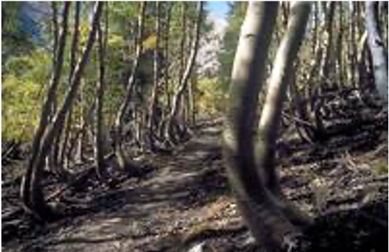 een bijna niet waar te nemen beweging van een helling naar beneden die resulteert in scheefstaande objecten. veroorzaakt door zwaartekracht