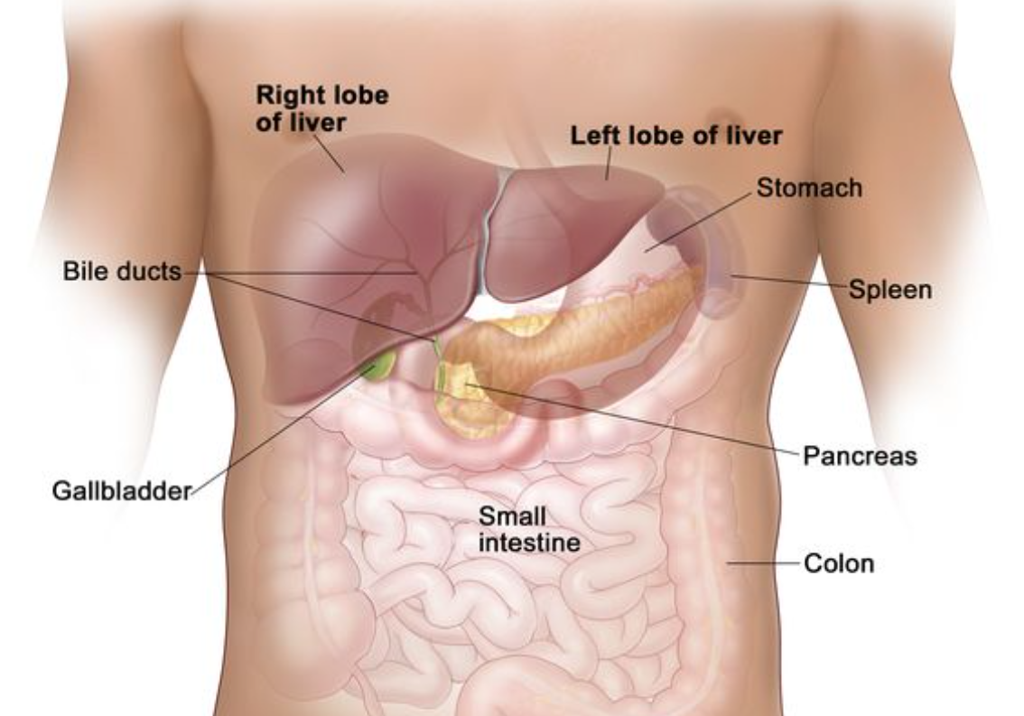 <p>Stomach, Liver, Pancreas, Duodenum, Spleen, Adrenal Glands. </p>