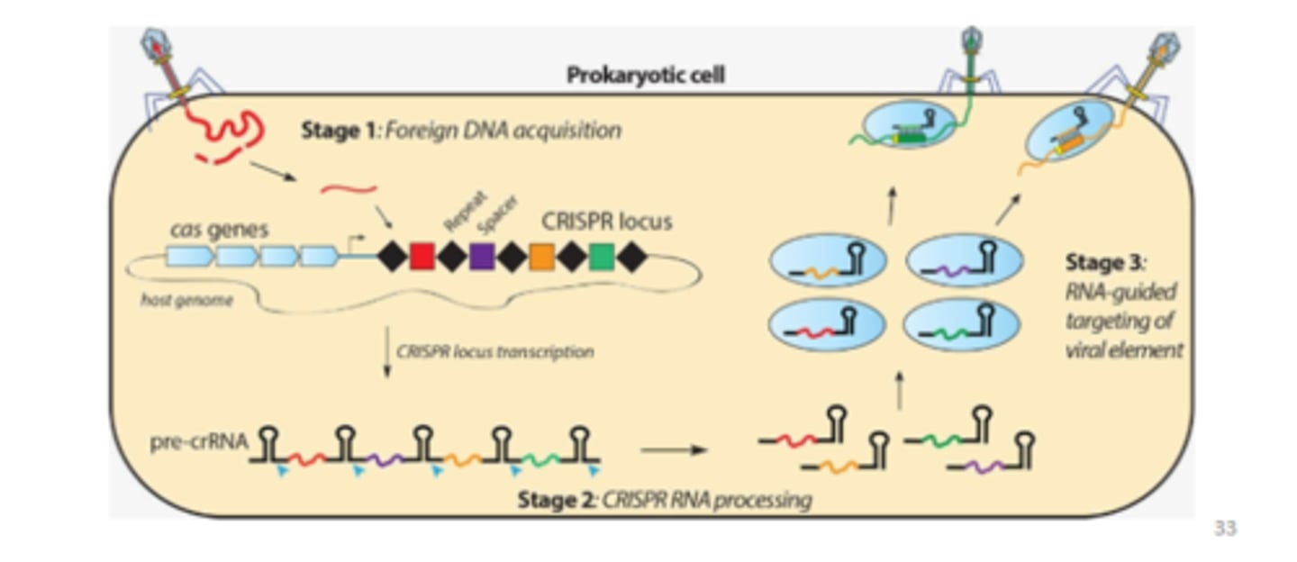 <p>Evolved as a bacterial anti-viral immune systems</p><p>Can be modified to allow precise editing of any genome</p><p>A highly powerful tool with wide ranging applications from synthetic biology to basic research to gene therapy (ethics)</p><p>If the cell gets infected by the same virus again, guide-RNAs will detect if the same virus is infecting them again due to those regions of homology. The loop attracts the cas enzymes to that interaction and will physically chop up the virus before it can infect the cell once more (a memory system - similar to the immune system). You can engineer these enzyme systems to knock-in/out genes by utilising these guide-RNAs</p>