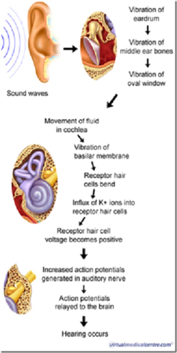 <p>1. sound waves traveling through air &amp; hit eardrum<br>2. force of sound hitting eardrum is transferred through bones in middle ear (ossicles: malleus, incus, stapes)<br>3. last bone (stapes) activates movement of fluid in inner ear<br>4. fluid stimulates movement of cochlear hair cells<br>5. hair cells activate neurons &amp; produce an AP<br>6. AP travels to brain<br>7. brain interprets sound waves for hearing</p>