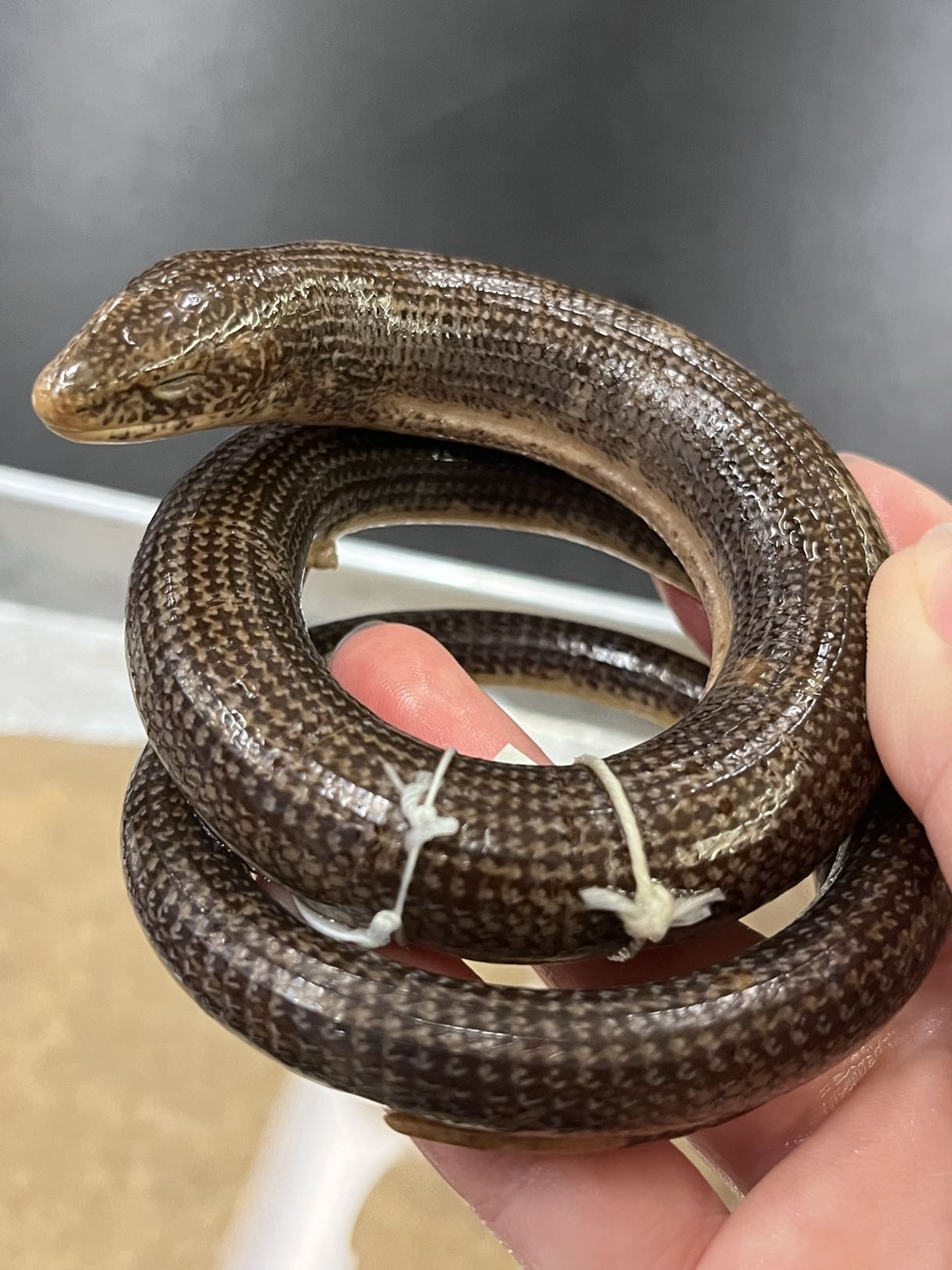 <p>Infraorder + Family?<br><strong>- Lateral fold<br>- rectangular scales (plate-like)</strong><br>- mean looking<br>- Worldwide<br>~100 species</p>