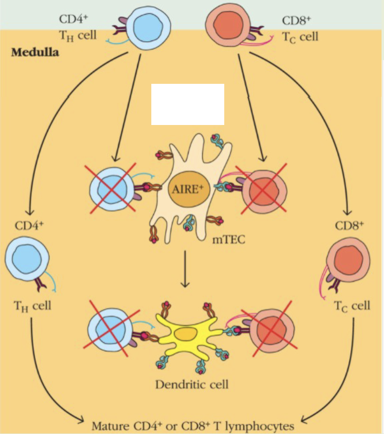 <p>immature thymocytes with high affinity receptors for self-MHC alone or self antigen presented by self MHC are eliminated. leads to self-tolerance (unresponsiveness to self-antigen</p>