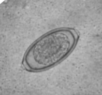 <p><span><span> Respiratory capillarid of dogs</span></span></p>