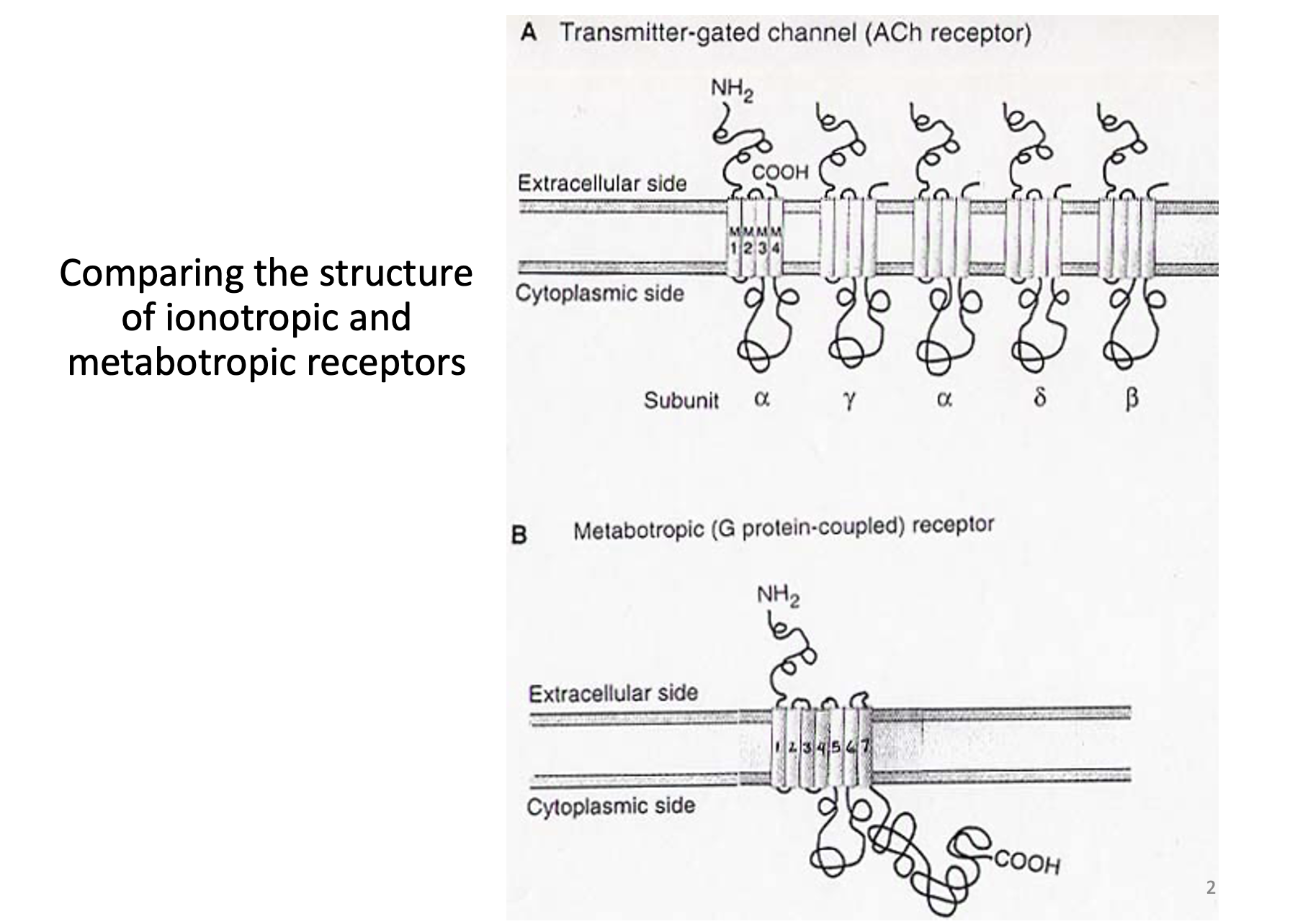 * 7 Transmembrane segments
* Not in subunits
* One protein
* Conserved