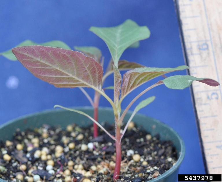 <p><span style="font-family: &quot;Calibri&quot;, sans-serif;"><strong>Amaranthaceae: </strong><em>Amaranthus palmeri</em></span></p>