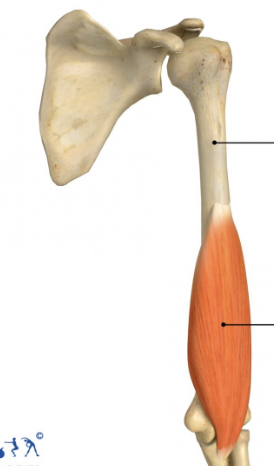 <p>Name muscle and its function</p>