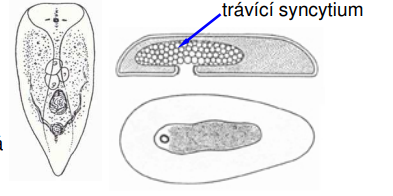 <p>Convoluta convoluta - bezstřevka zelená, 1 cm, středozemní moře, v těle má symbiotické zelené řasy</p>