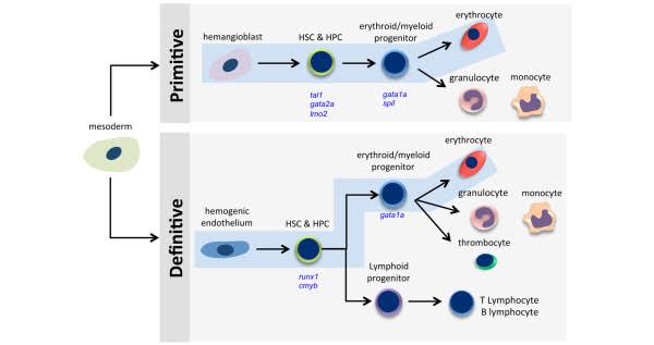 <p>Le premier site est le <strong>sac vitellin</strong>.</p><p>Il produit surtout des cellules primitives, notamment :</p><ul><li><p>des érythrocytes embryonnaires</p></li><li><p>encore <strong>nucléés</strong>.</p></li></ul><p>Le précurseur évoqué est l’<strong>hémangioblaste</strong>, capable de donner :</p><ul><li><p>un précurseur vasculaire (angioblaste)</p></li><li><p>un précurseur hématopoïétique/érythropoïétique.</p></li></ul><p></p>