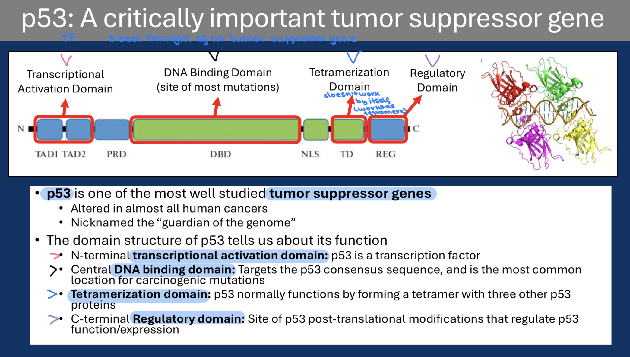 <p>• N-terminal t<strong>ranscriptional activation domain</strong>: p53 is a transcription factor </p><p>• Central <strong>DNA binding domain</strong>: Targets the p53 consensus sequence, and is the most common location for carcinogenic mutations </p><p>• T<strong>etramerization domain:</strong> p53 normally functions by forming a tetramer with three other p53 proteins </p><p>• C-termina<strong>l Regulatory domain</strong>: Site of p53 post-translational modifications that regulate p53 function/expression</p>