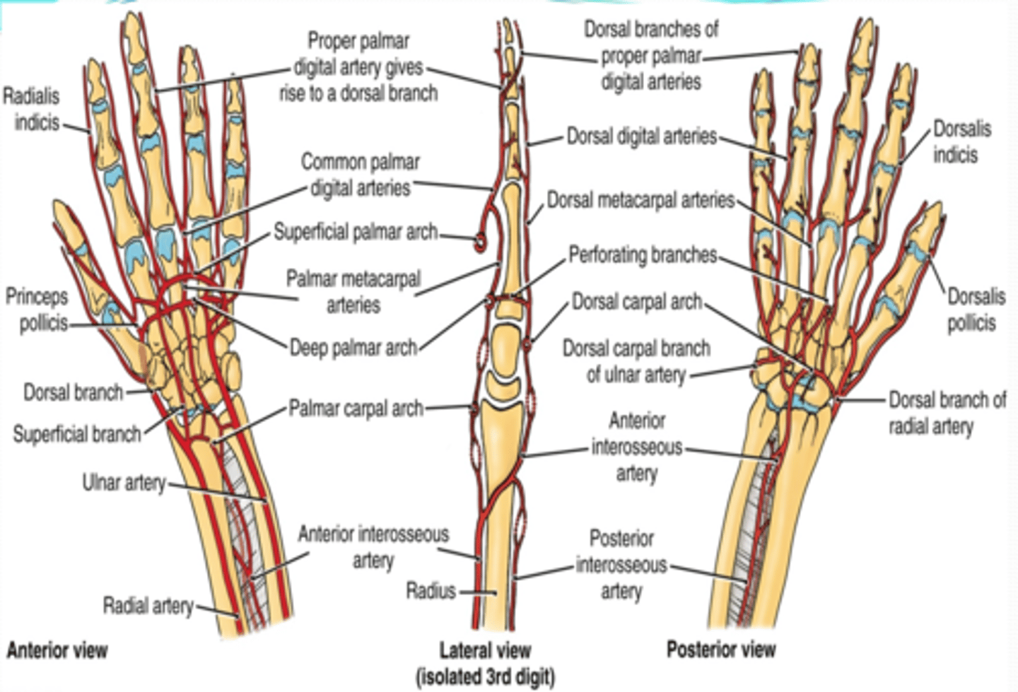 <p>Superficial palmar branch</p><p>Deep palmar branch</p><p>Superficial palmar arch -&gt; palmar digital aa.</p><p>Deep palmar arch -&gt; palmar metacarpal aa</p>