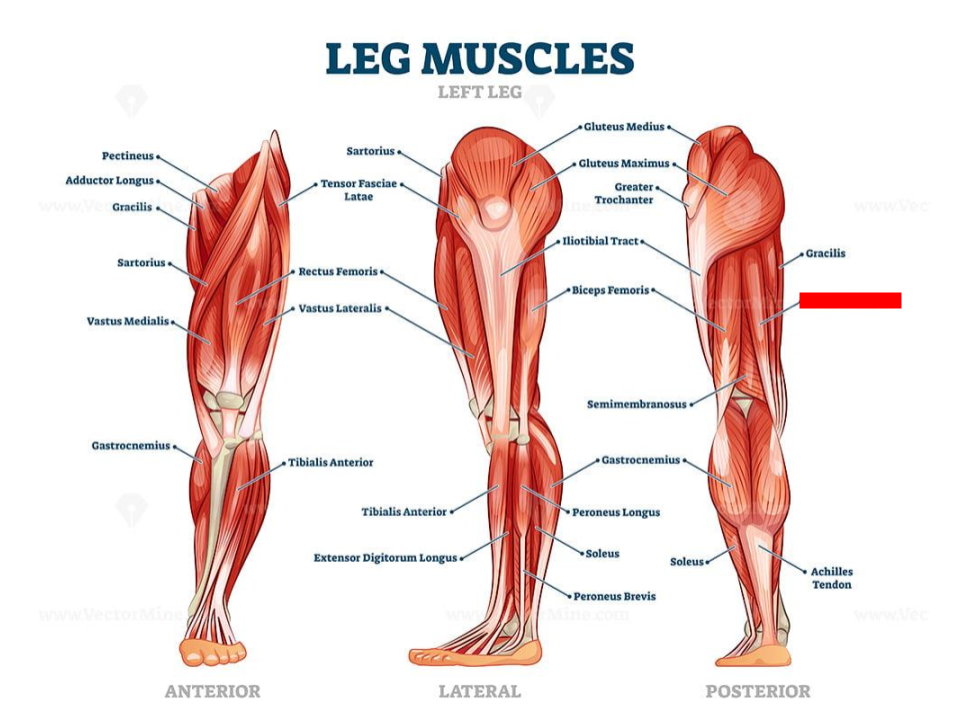 <p>hamstrings</p>