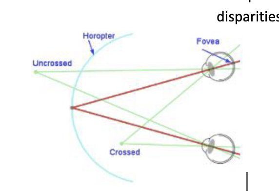 <p><span style="background-color: transparent;"><span>crossed disparity: eyes focus before/within the horopter, indicates that a point is nearer to t</span></span></p><img src="https://knowt-user-attachments.s3.amazonaws.com/7abc8abd-f8ed-45fa-a2b2-f2455ec97475.png" data-width="100%" data-align="center"><p><span style="background-color: transparent;"><span>he observer than the point being fixated</span></span></p><p></p>