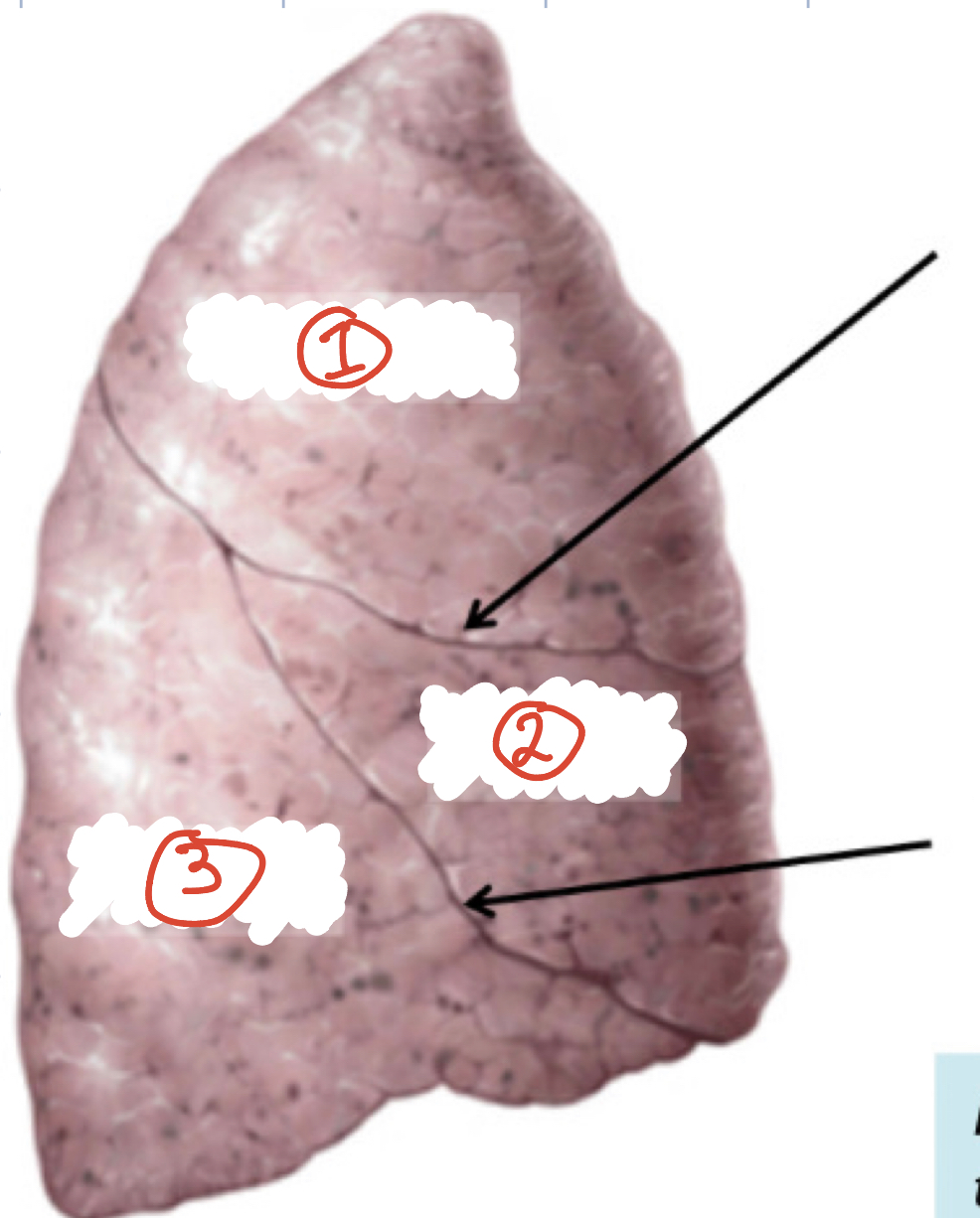 Lobes of Right lung: (3)