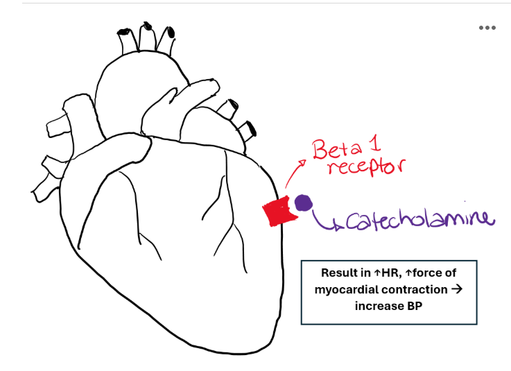 <ul><li><p>Located in the heart</p></li><li><p>↑ heart rate</p></li><li><p>↑ force of contraction</p></li><li><p>↑ cardiac output</p></li><li><p>↑ blood pressure</p></li></ul><p></p>
