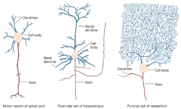 <p>motor neuron: cell body has multiple dendrites </p><p>pyramidal cell: cell body has a complex dendrite system </p><p>purkinje cell: cell body has a massive complex dendrite system</p>