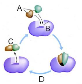 <p>Which letter represents the substrate?</p>