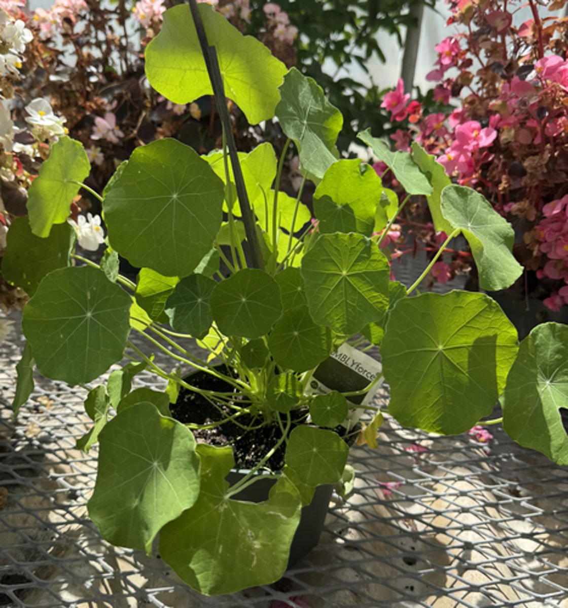 <p>What is the Latin name for this plant?</p>