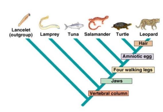 <p>What is the most likely outgroup of this cladogram?</p>