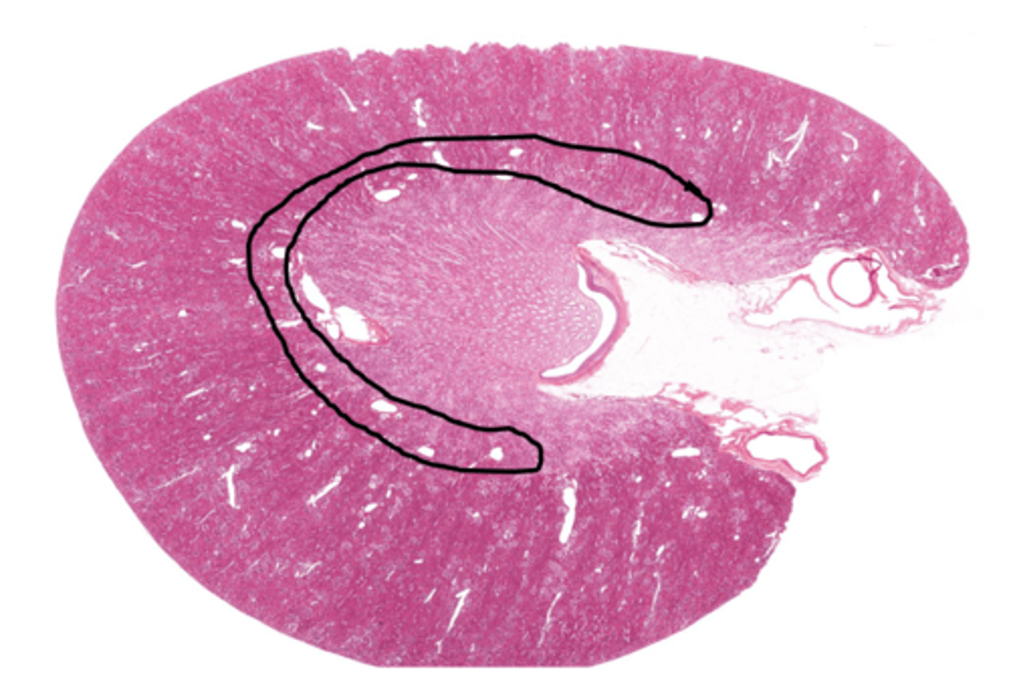 <p>What division of blood vessels is found in the area outlined</p>