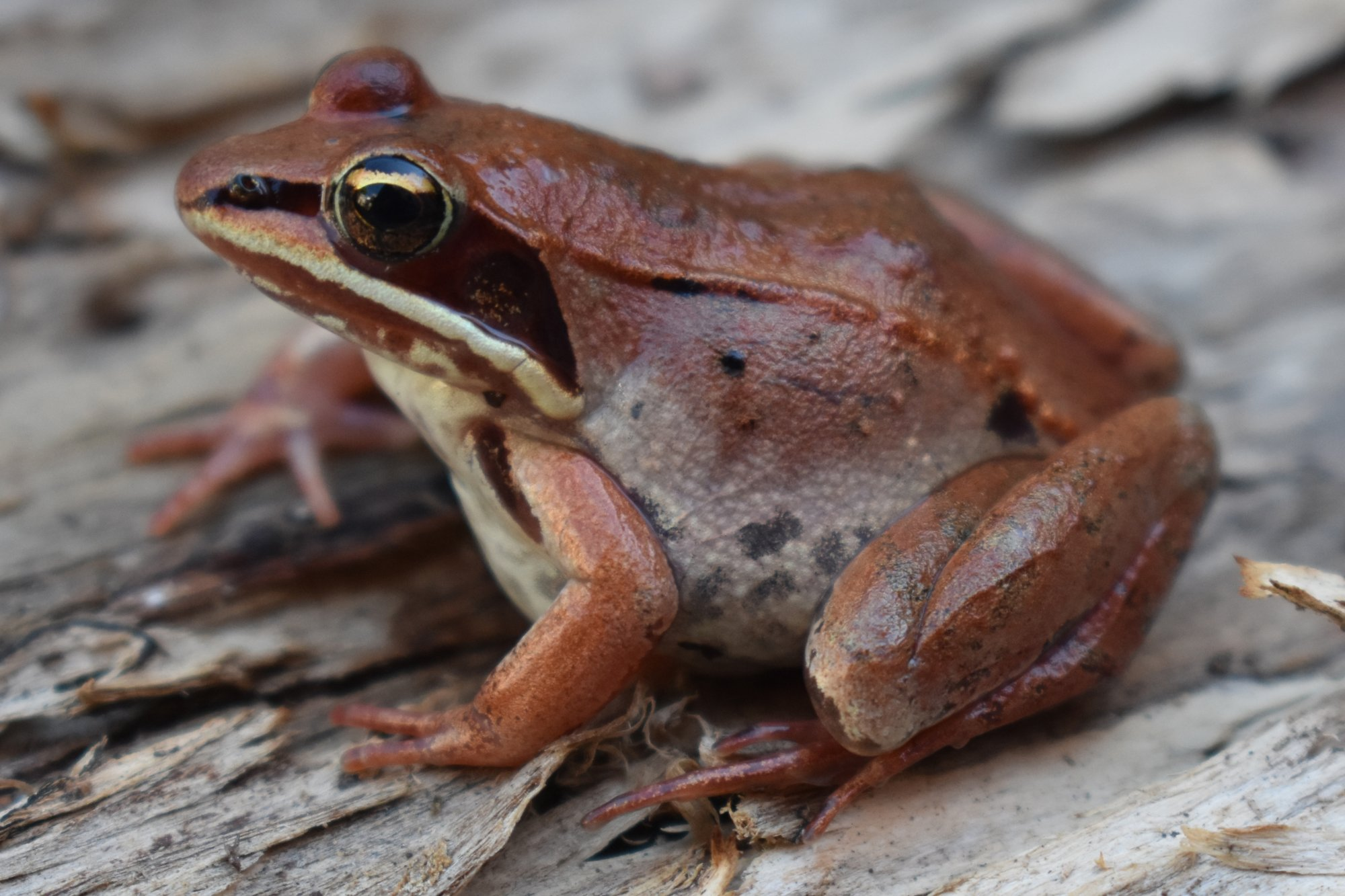 <p>Anura : Neobatrachia : Ranoidea : Ranidae</p>