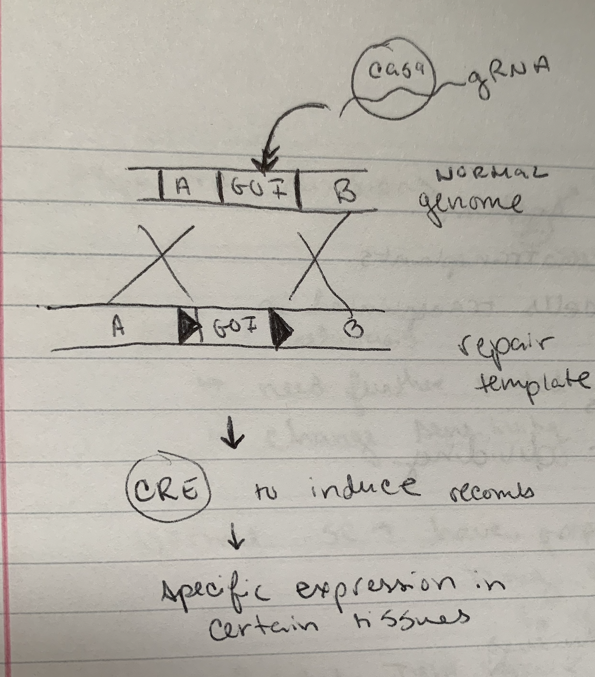 <p>CRISPR + repair template</p>