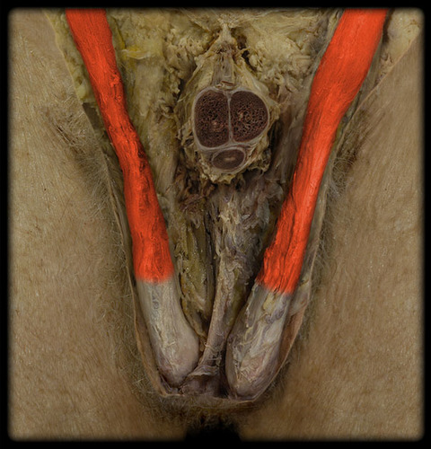 Made up of blood vessels and nerves that reach the testis through the inguinal canal