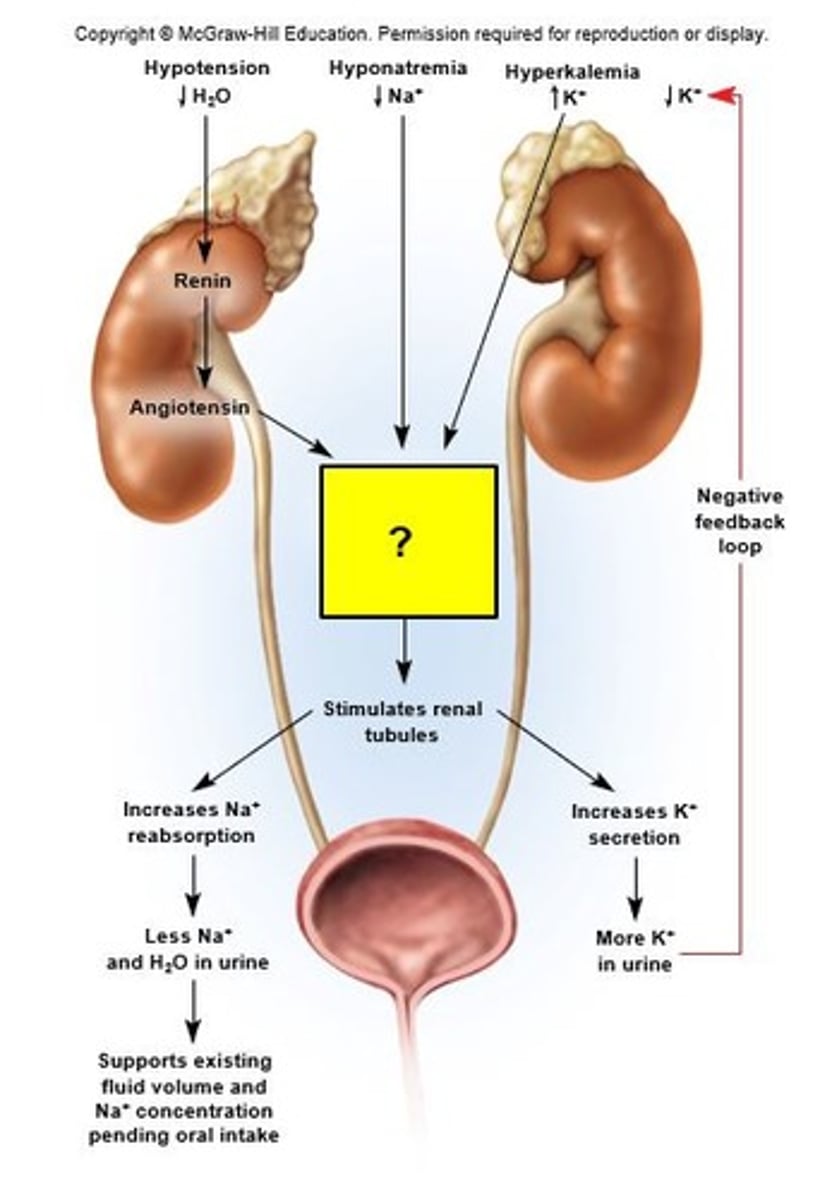 <p>Adrenal cortex releases aldosterone</p>