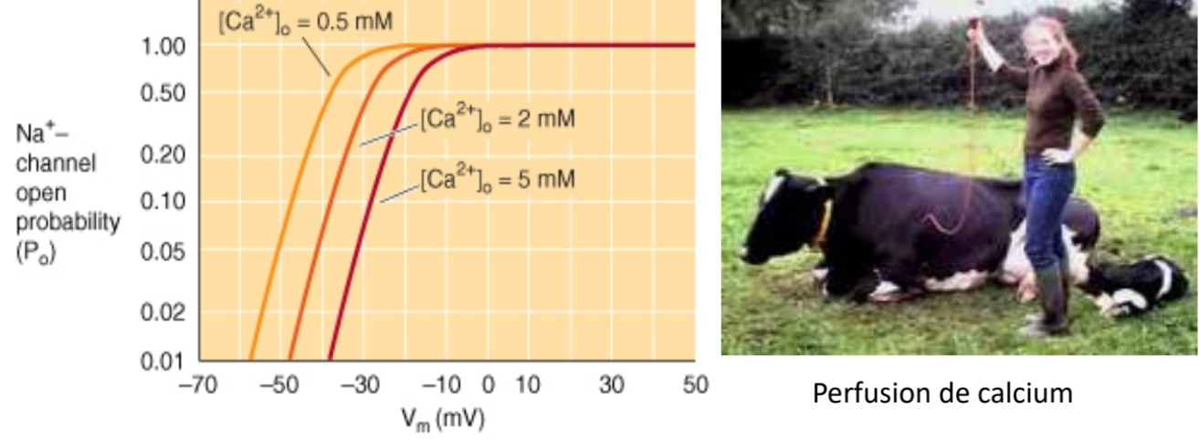 <p class="has-focus"><code>Canaux Na+</code></p><p>NA+ voltage dépendant</p><p class="has-focus">pathologie</p>
