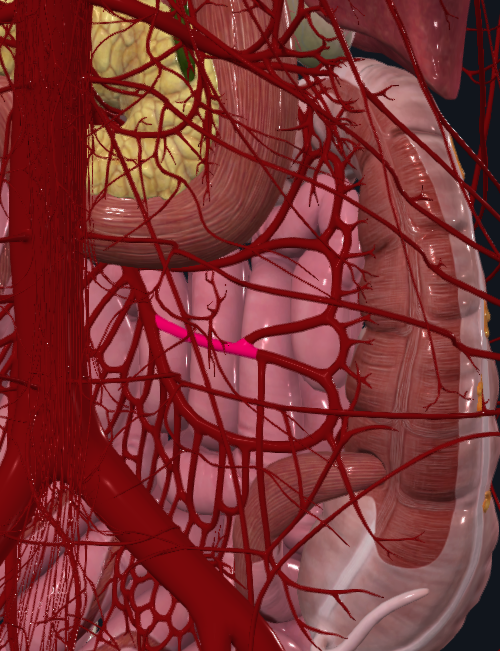 <p>What is highlighted in pink</p>