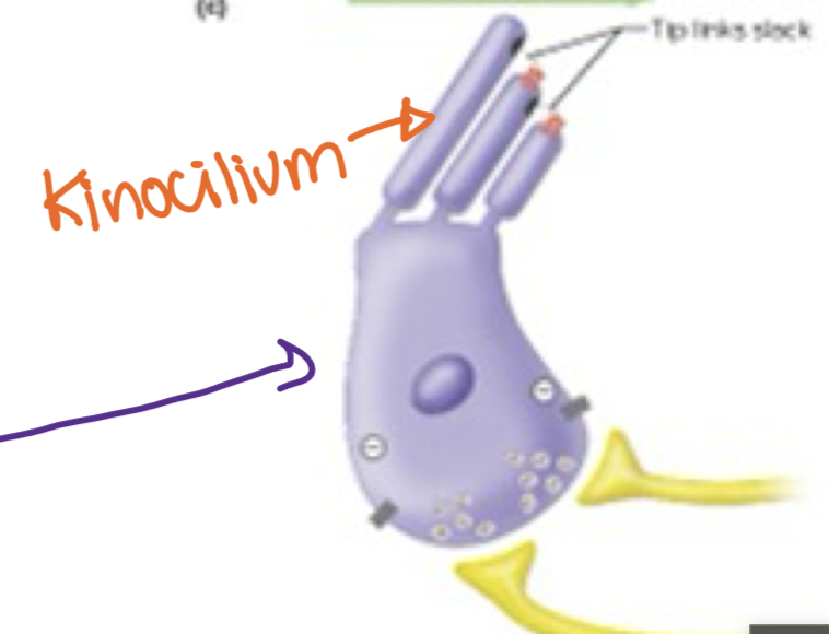 <p>Hair bends away from the Kinocilium</p>