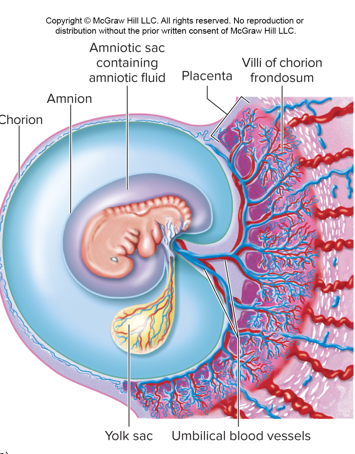 <p>blood supply:</p><p>•Umbilical arteries and veins to the fetus are housed in the <strong><em>umbilical cord</em></strong></p><p>•Waste moves from <strong><em>fetus to maternal blood</em></strong></p><p>•Nutrients, hormones and growth factors move from maternal blood to fetus</p><p>•There is no mixing of the blood, just <strong><em>_________ of materials between bloodstreams</em></strong></p>