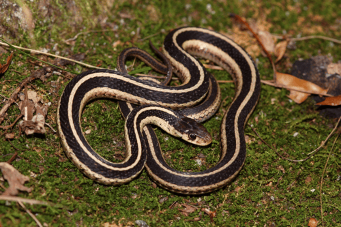 <p>Snakes </p>