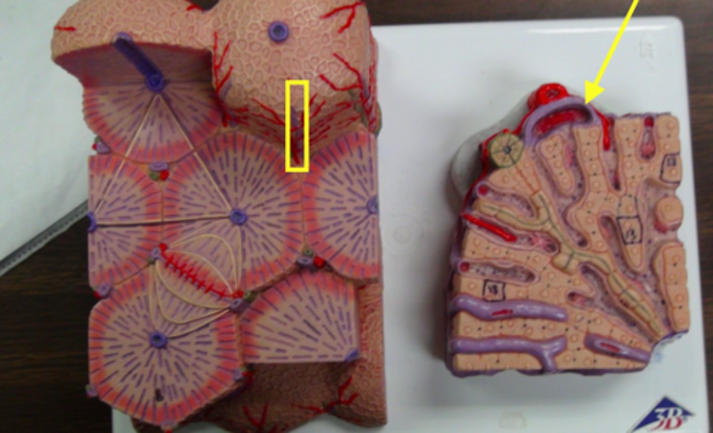 knowt flashcard image