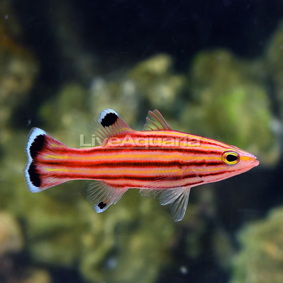<p>Yellowish with 5 red/brown stripes each bordered with pink/red stripe</p><p>dorsal and anal fin have large balck spots with white margins</p><p>caudal fin has white margin and two spots that can merge</p>