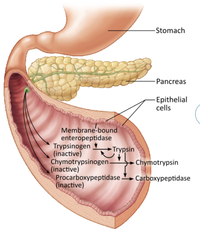 <p><strong><span>Enteropeptidase</span></strong><span> → a protein produced by and </span><span style="color: purple;"><strong><mark data-color="purple" style="background-color: purple; color: inherit;"><span>bound to the membranes of intestinal cells</span></mark></strong></span><span>. Contact with this protein converts trypsinogen to trypsin, the active form of the enzyme</span></p>