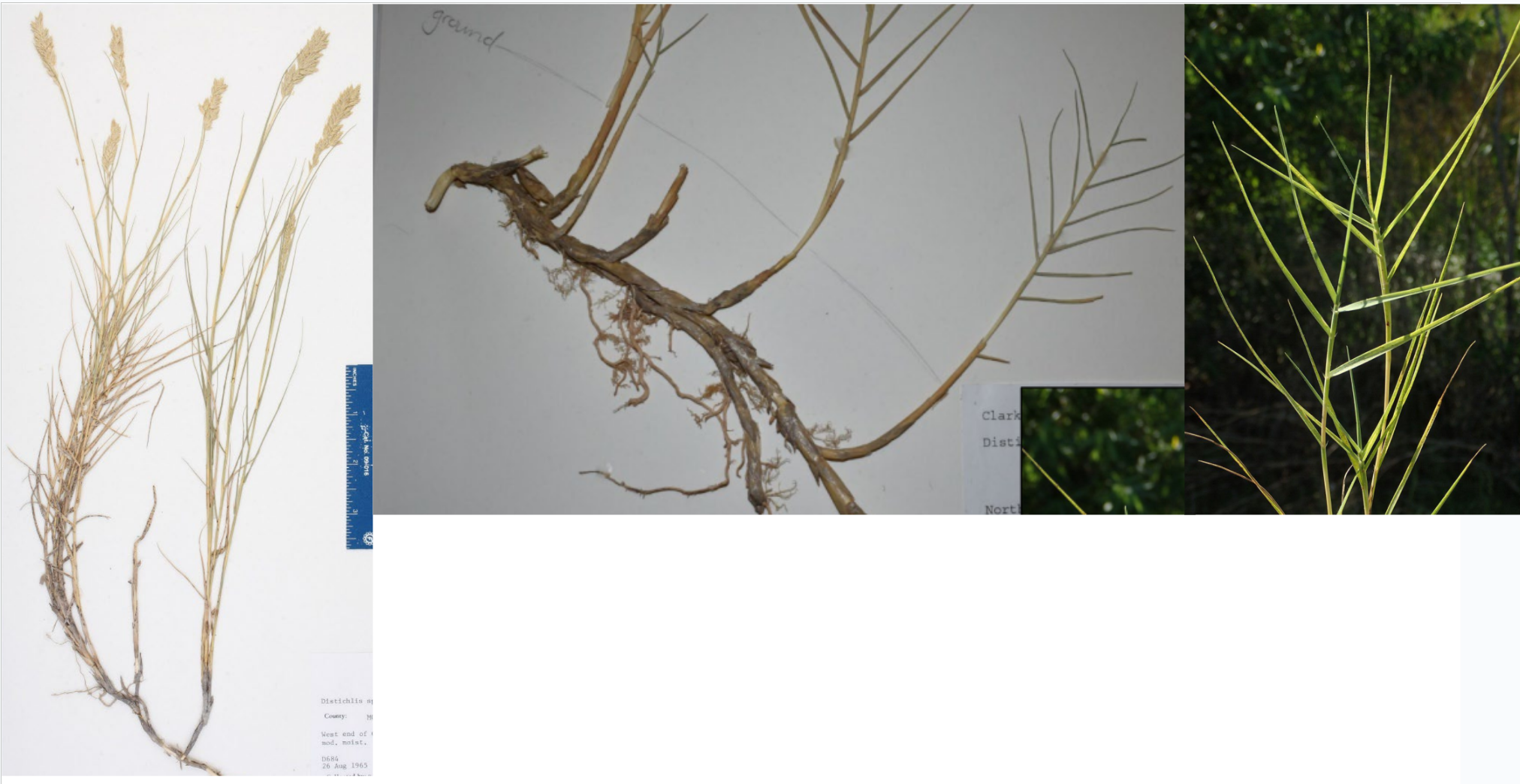 <p>Long, scaly rhizome. Leaves branch 45 degrees from rhizome with alternating leaves.</p><p>Lead-straw colored florets </p>