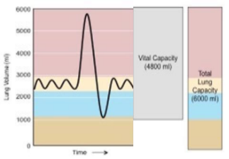 <p>VC = combination of IRV + TV + ERV</p><ul><li><p>the air volume expired from maximum inspiration to maximum expiration</p></li></ul><p></p>