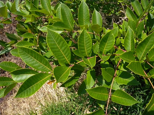 <p><em>Toxicodendron vernix </em>(Poison Sumac) Characteristics</p>