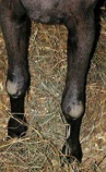 <p>Caprine Arthritis Encephalitis (CAE)</p>