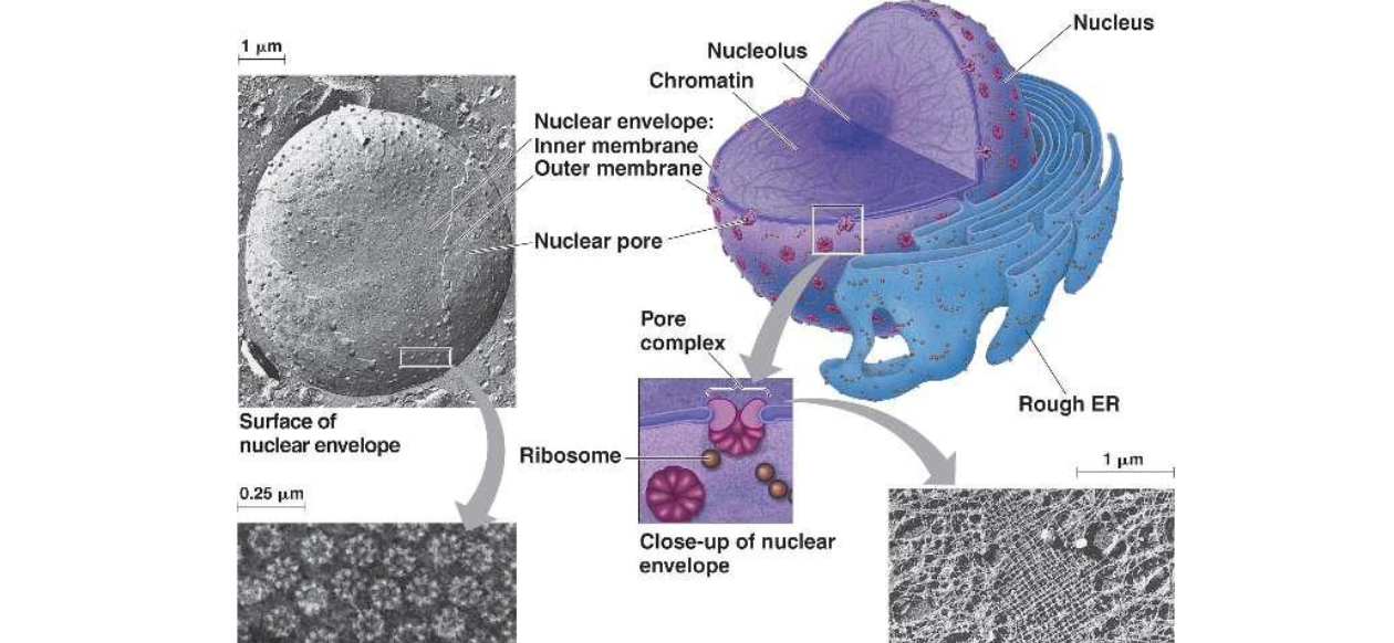<ol><li><p>stores DNA</p></li><li><p>has nuclear envelope with pores to transport large proteins</p></li><li><p>site of gene expression</p></li></ol>