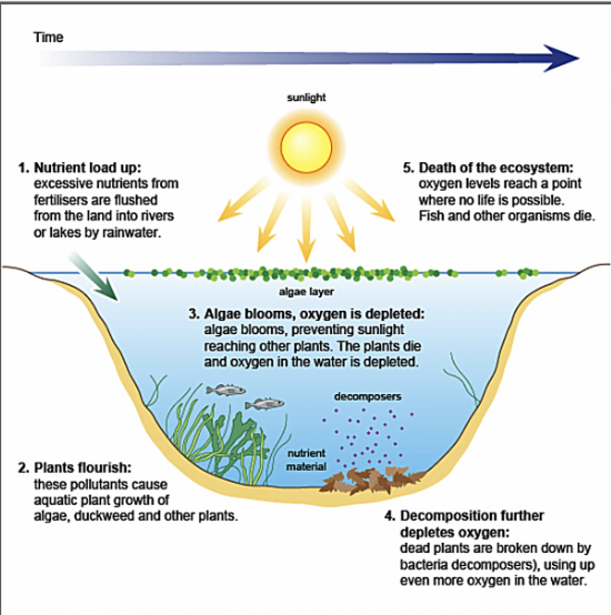 <p>**Can occur from fertilizer runoff, human/animal waste contamination</p><p>B/c they’re limiting nutrients in aquatic ecosystems, extra input of N &amp; P leads to eutrophication (excess nutrients) which fuels algae growth</p><ul><li><p>Algae blooms covers surface of water, blocking sunlight and kills plants below surface</p></li><li><p>Algae eventually die-off; bacteria that break down dead algae use up O<sub>2</sub> in the water (b/c decomposition = aerobic process)</p></li><li><p>Lower O<sub>2</sub> levels (dissolved oxygen) in water kills aquatic animals, especially fish</p></li><li><p>Bacteria use up even more O<sub>2</sub> to decompose dead aquatic animals</p></li><li><p>Creates positive feedback loop: less O<sub>2</sub> —&gt; more dead organisms —&gt; more bacterial decomposition —&gt; less O<sub>2</sub></p></li></ul><p></p>