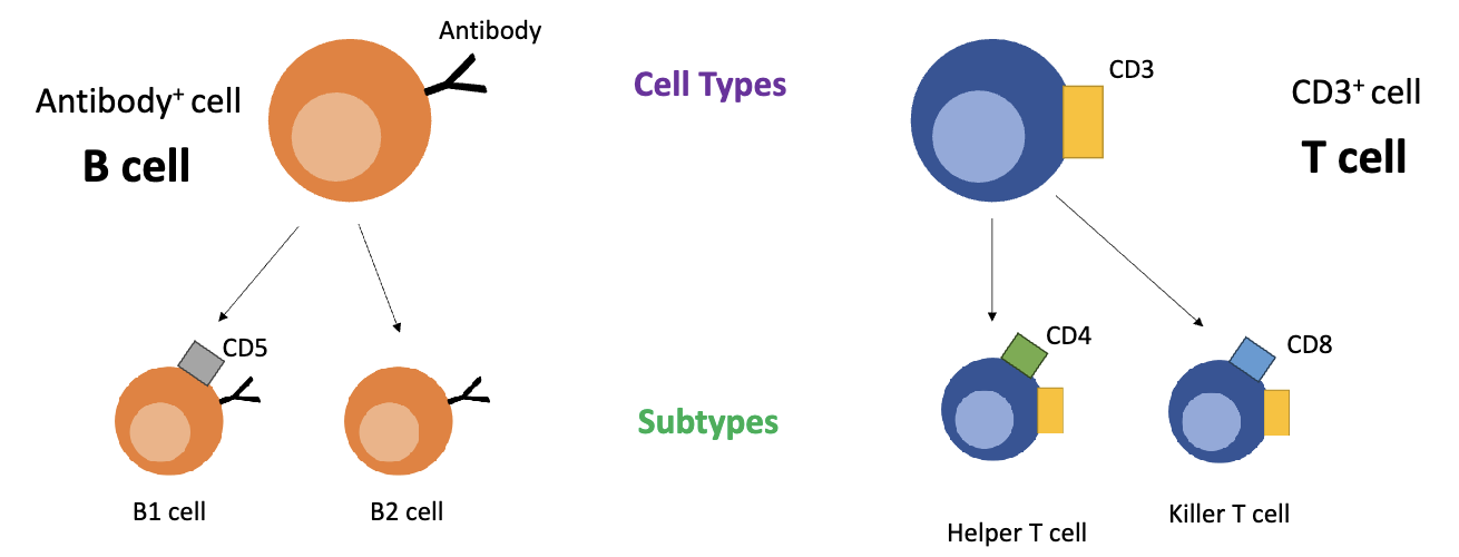 <ul><li><p>What a cell <strong>makes</strong> determines what it <strong>does</strong></p></li></ul><p></p>