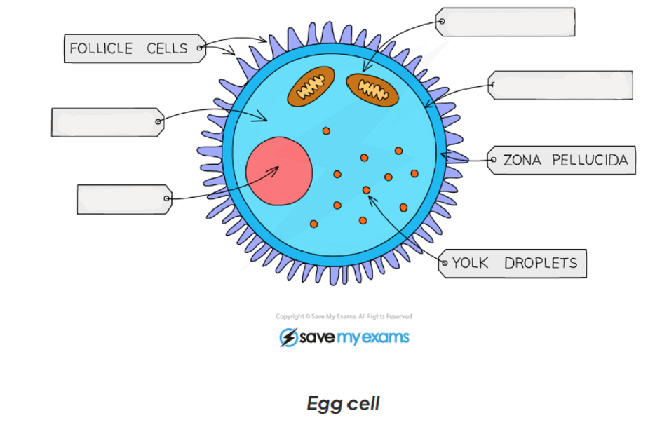 <p>1.2 label this diagram of a egg cell</p>