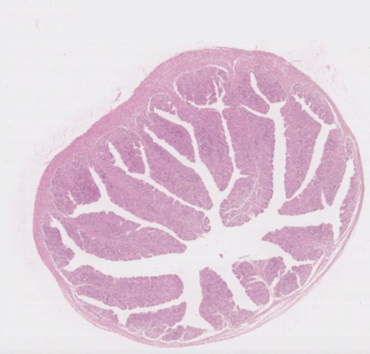 <p>what is this?</p>