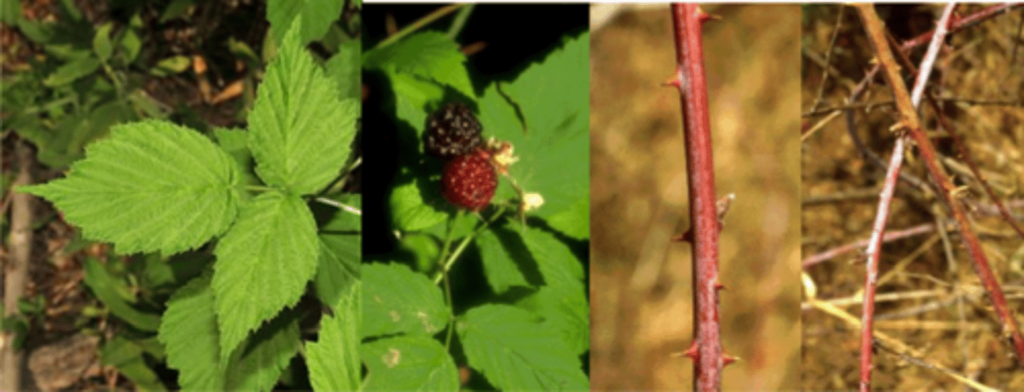 <p>Appearance: an arching shrub, the canes attaining a height of 3-7’ with tip-rooting stems </p><p>Leaves: alternate; leaflets 3 and sometimes 5; all leaflets broadly ovate to broadly lanceolate; end leaflet on primary canes somewhat smaller than common blackberry, 2¾ - 3¼” long, lower pairs of leaves smaller; surfaces on all leaflets dark green, slightly hairy; lower surface on all leaflets densely white with matted hairs; leaf stalk smooth but bearing short, stout, recurved prickles. </p><p>Canes: flexible, smooth, first-year canes with white glaucous bloom that rubs off to reveal light reddish purple color; prickles broad-based and recurved </p><p>Fruit: June-July; firm and compact, center hollow and thimble-like; purple-black, aromatic; mostly globe-shaped with a flattened base, about 1/2” across, becoming detached as a unit from the receptacle (hence the hollow center) </p><p>Silvics: occurs in open woods, along bluffs and in thickets.</p>
