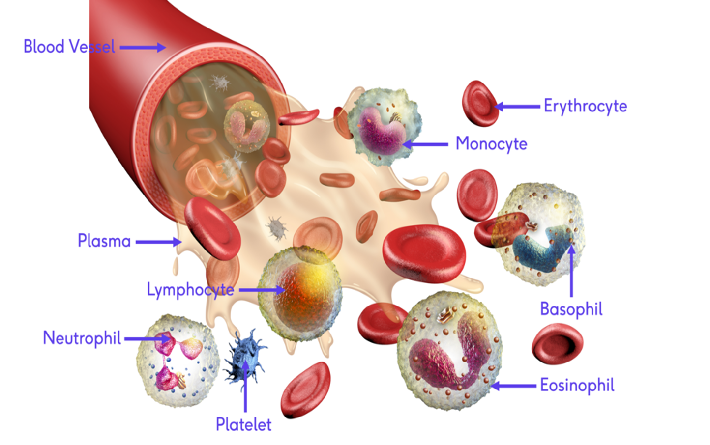 <ul><li><p>transports nutrients, hormones, waste &amp; gas in the body </p></li><li><p>regulates pH, temperature &amp; other internal conditions </p></li><li><p>contains important immunological functions </p></li></ul><p></p>
