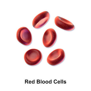 <p>Red Blood Cells</p>