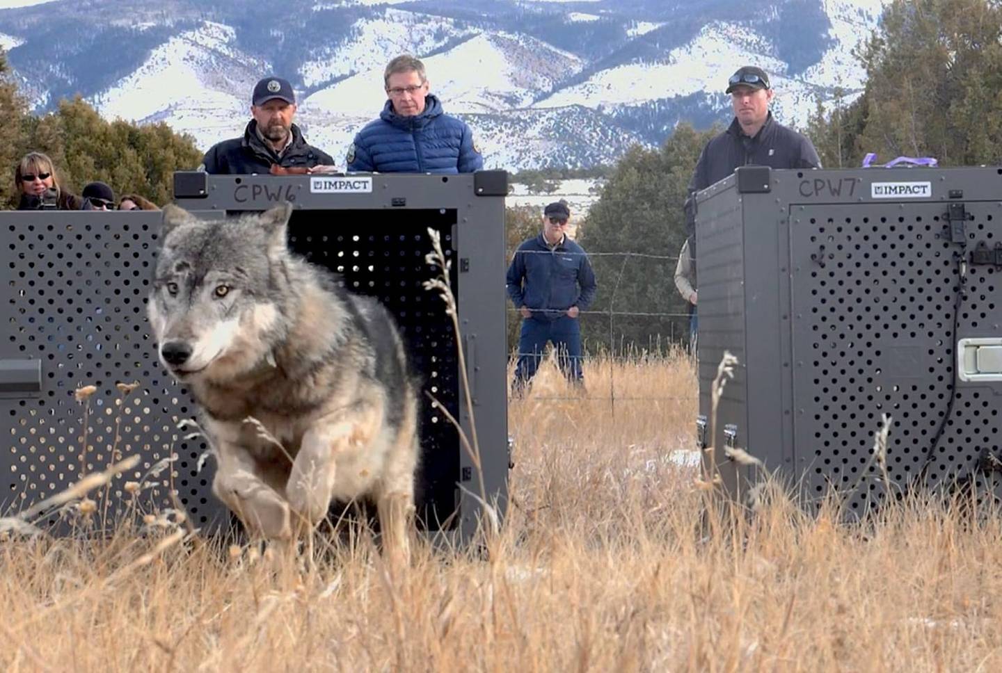 <p>tái thả vào tự nhiên </p><p>Conservationists plan to reintroduce wolves to the park.</p>